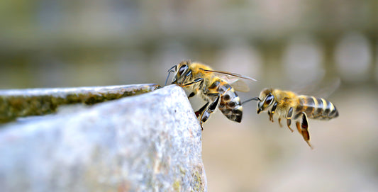 Insects: Keep Them Off the Gutter!