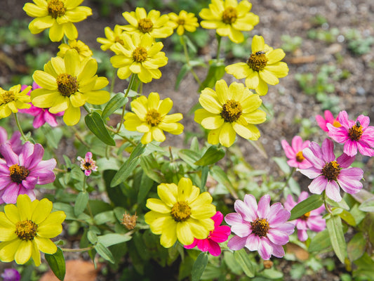 How About A Rain Garden?